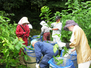 桑茶は有機栽培・無農薬のものを選びませんか？