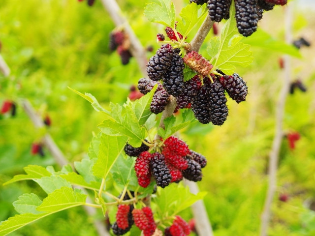 そもそも桑とはどんな植物？～養蚕に用いるだけではもったいない桑の魅力～